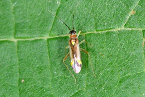 Campyloneura virgula